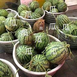 娱乐吃瓜八瓜